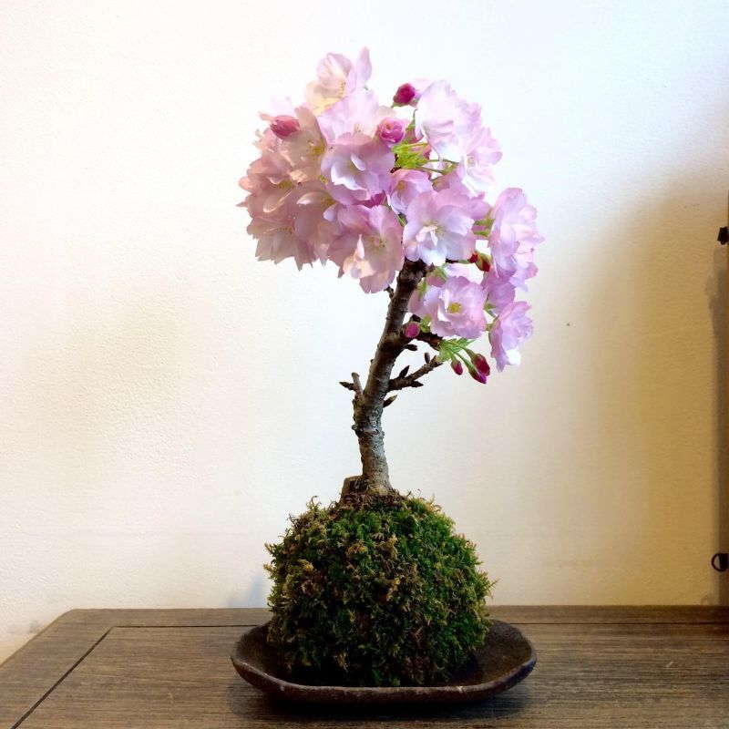 インテリア盆栽工房BonCyu