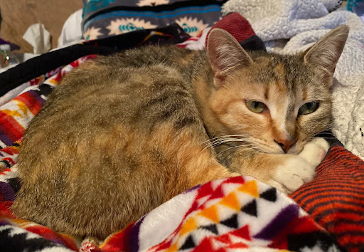 Smith Veterinary Hospital, A Thrive Pet Healthcare Partner - Thumbnail