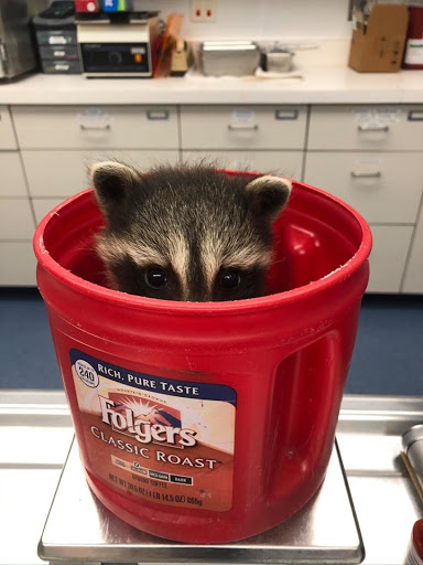 Wildlife Medical Clinic at Illinois - Thumbnail
