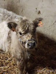 Photo n°12 de Ecurie Talhadjia à Pujo-le-Plan (Ferme d'élevage)