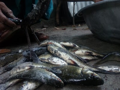 Photos of Shadhina Bari,Sarishabari,Jamalpur