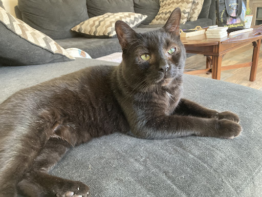 Michigan Humane - Thumbnail