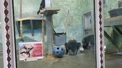 Chimpanzee Exhibit