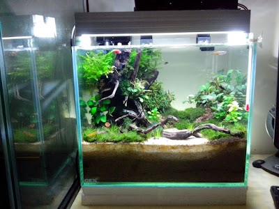 Photos of Herbalscape