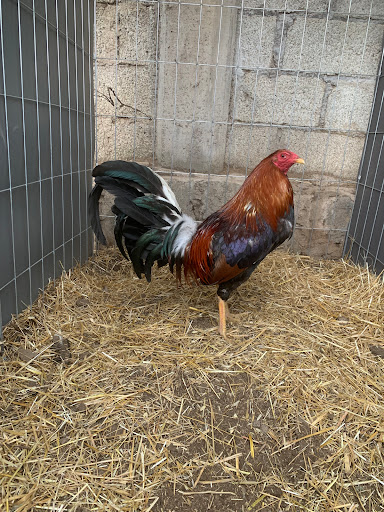 Rancho san Martin - Thumbnail