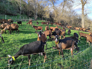 Photo n°2 de GAEC Chèvrerie Maury à Joursac (Fromagerie)