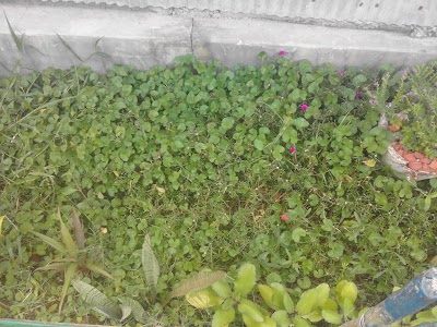 Photos of Noakhali Govt. College