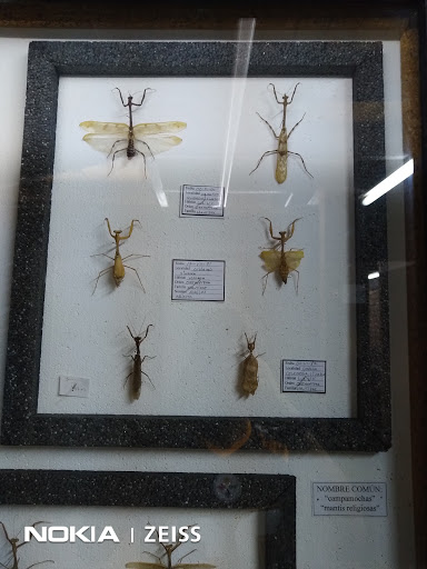 Insectaria - Visual
