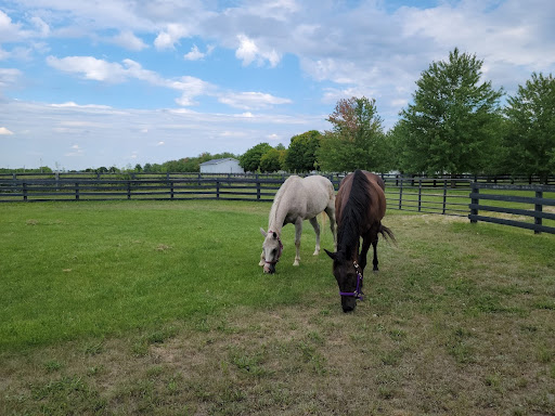 Pringle Stables - Visual