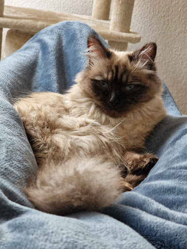 Ragdoll Kittens