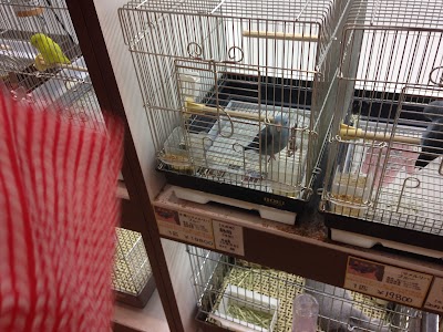 ペットショップ ワンラブ カインズ船橋習志野店 Abiko Shi Chiba 81 47 493 2215