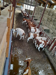 Photo n°5 de Ferme pédagogique des Vaujeans à Montrond-le-Château (Ferme pédagogique)