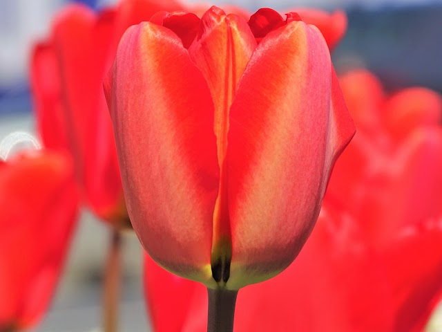 Hans Visser Plantenexport Aalsmeer B.V.
