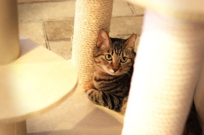 保護猫カフェ ネコリパブリック 岐阜店