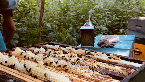 Photo de Le gîte des abeilles à Montierchaume (36130)