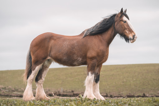 McDiarmid Equine Consultancy Gallery - United Kingdom
