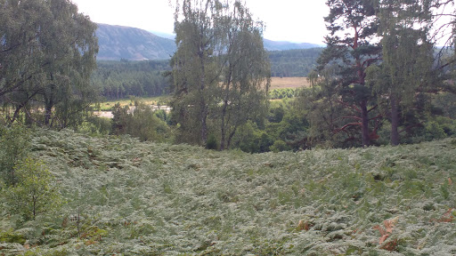 PAINTBALL AVIEMORE, - Thumbnail