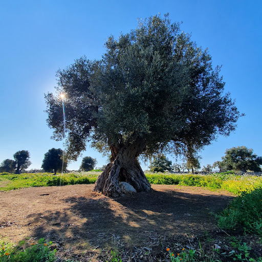 Masseria San Francesco - Thumbnail