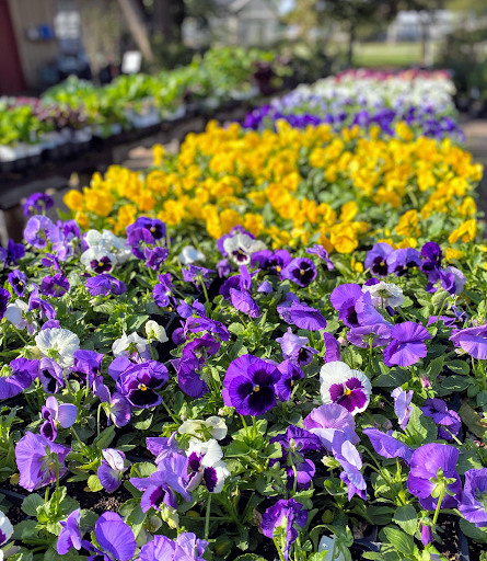 Sisters Garden - Thumbnail