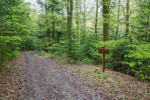 Wald zwischen Dillweißenstein und Huchenfeld - Thumbnail