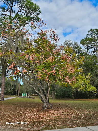 Whispering Pines City Park - Thumbnail