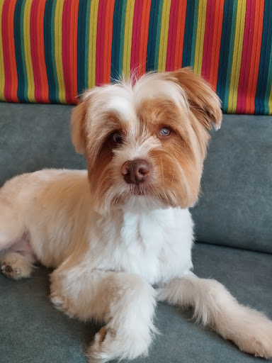 Veterinarian Palafolls (C.A.V.) / Canine Grooming Monica