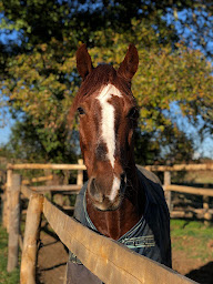 Photo n°9 de Ecurie CLV à Locoal-Mendon (Centre équestre)