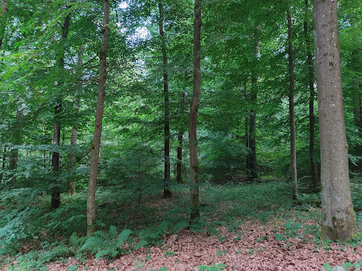 Kirchwald - Thumbnail