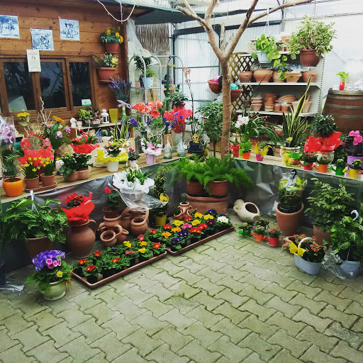 Quercesecca - Visual
