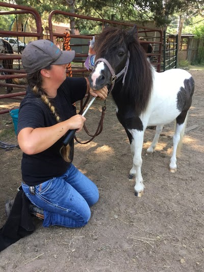 Twisted T Equine Dentistry