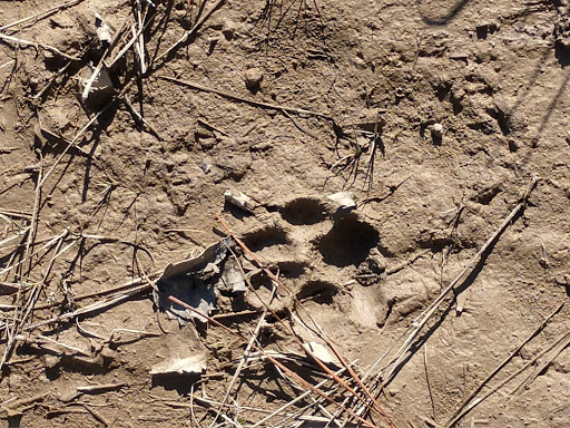 Big Woods Wildlife Management Area - Thumbnail