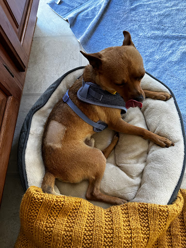 Hopkins Road Animal Hospital - Thumbnail