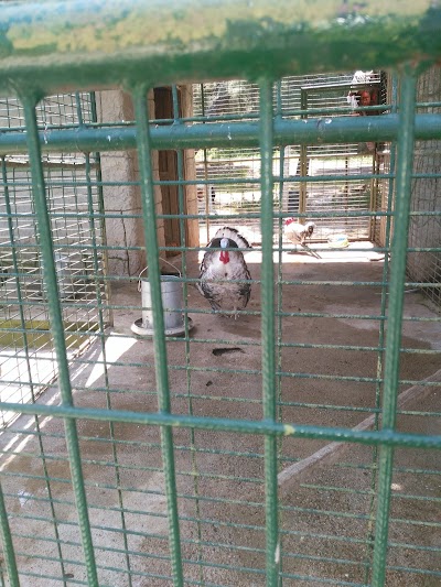 Photos of Zoo