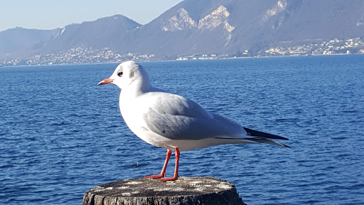 Lamperti Sergio (S.R.L.)