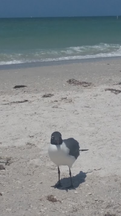Photos of Gulf Strand Resort