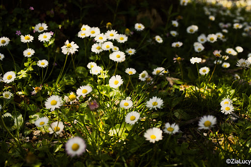 Giardino Monte Linasia