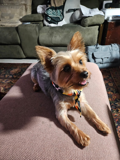 Pupperz Pet Grooming - Thumbnail