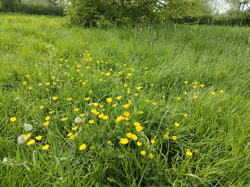 Bocking Blackwater Nature Reserve - Thumbnail
