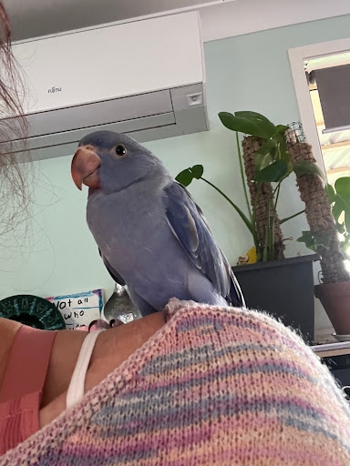 Squawks Pet Store - Thumbnail