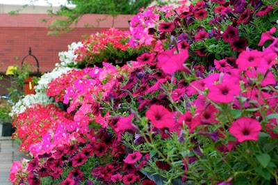 Photos of Sundown Gardens