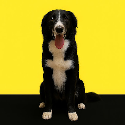 Pelos Locos Peluquería canina