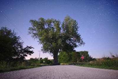 Tree in the Road