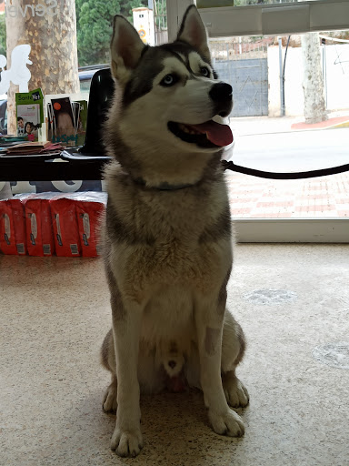 Centre Veterinari Teià - Thumbnail