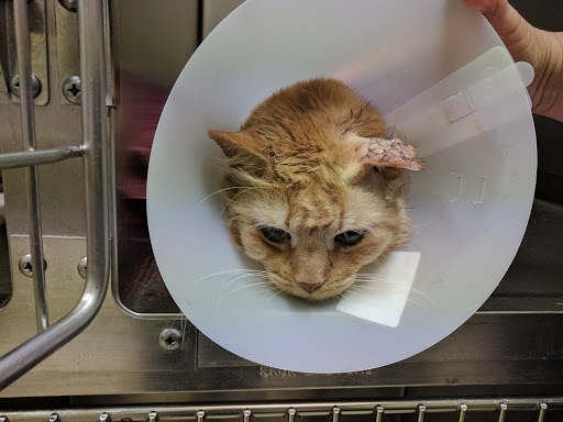 Old Forge Animal Hospital - Thumbnail