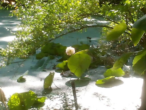 Oak Bluff Savanna Nature Preserve - Thumbnail