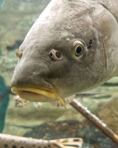 Guttenberg Fish Hatchery