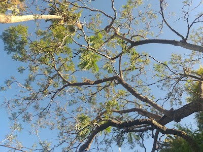 Park w restroom tree of life