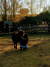 Photo n°6 de CHEVAL' ENVOL à Vindry-sur-Turdine (Dresseur d'animaux de compagnie)