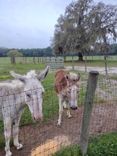 Critterville Secondhand Goods and More