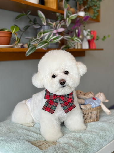 Mong Mong Pet Salon & Spa